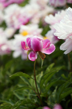 芍药花