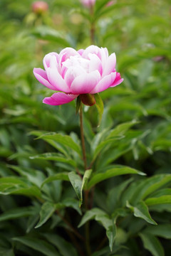 芍药花