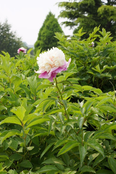 芍药花