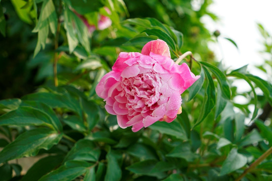 芍药