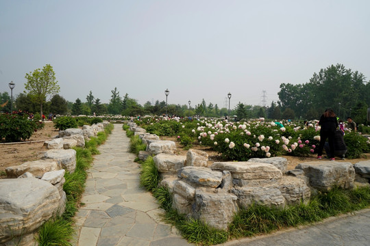 芍药花