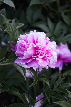 芍药花