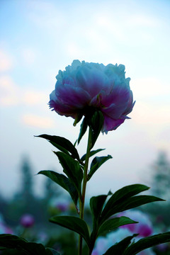 芍药花