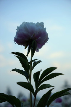 芍药花