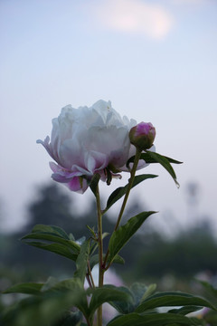 芍药花