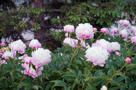 芍药花