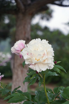 芍药花