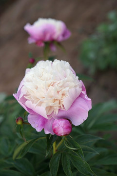 芍药花
