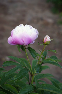 芍药花
