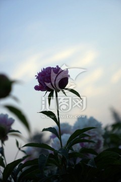 芍药