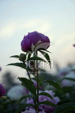 芍药花