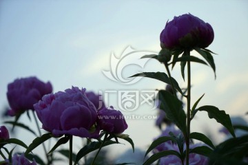 芍药花