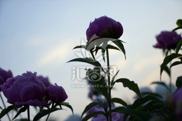 芍药花