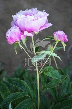 芍药花