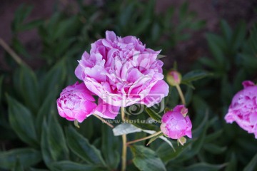 芍药花