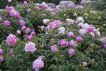芍药