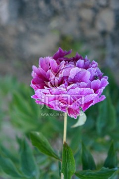 芍药花