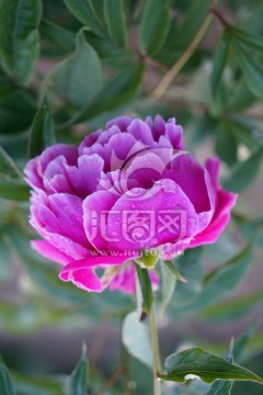 芍药花