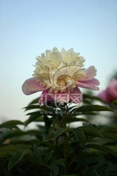 芍药