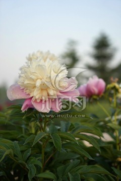 芍药花