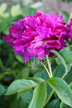 芍药花