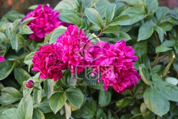 芍药花