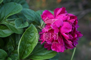芍药花