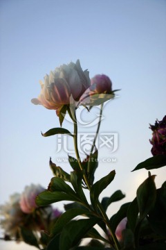 芍药花