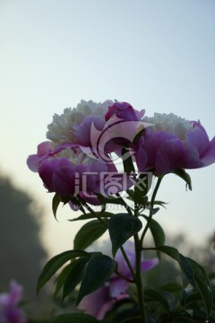 芍药花