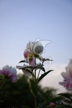 芍药花