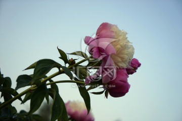 芍药花