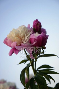 芍药花