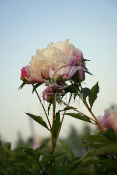 芍药花