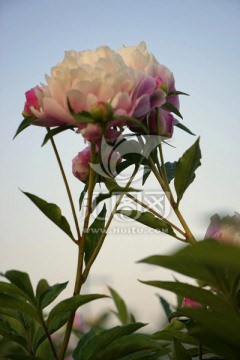芍药花