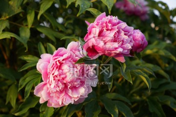 芍药花