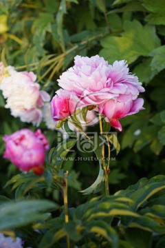 芍药花