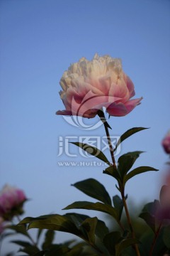 芍药花