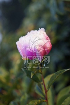 芍药花