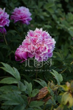 芍药花