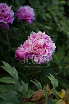芍药花