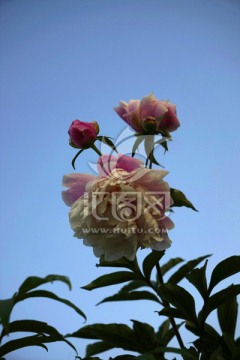 芍药花