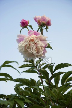 芍药花
