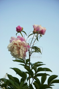 芍药花