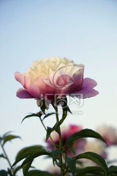 芍药花