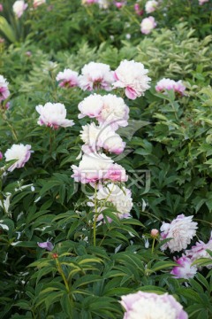 芍药花