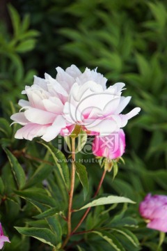 芍药花
