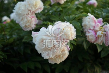 芍药花