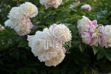 芍药花