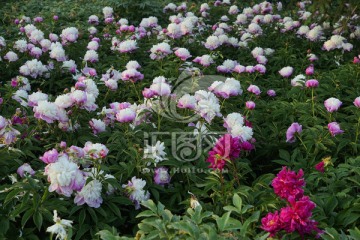 芍药花