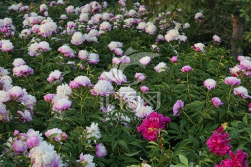 芍药花